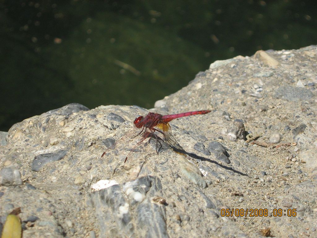 Libellula rossa a Creta